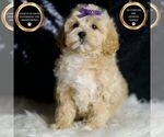 Small #4 Maltipoo