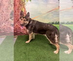 Small #2 German Shepherd Dog Mix
