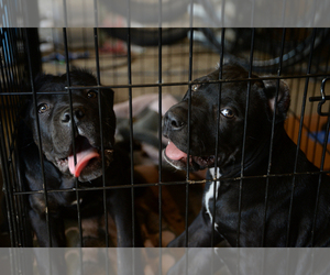 Cane Corso Puppy for sale in SAN BERNARDINO, CA, USA