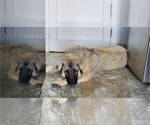 Small Photo #63 Anatolian Shepherd-Great Pyrenees Mix Puppy For Sale in AGOURA HILLS, CA, USA