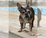 Small Photo #1 French Bulldog Puppy For Sale in LAUREL, MD, USA