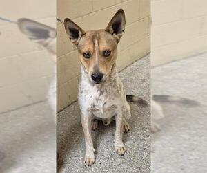 Texas Heeler-Unknown Mix Dogs for adoption in Lodi, CA, USA