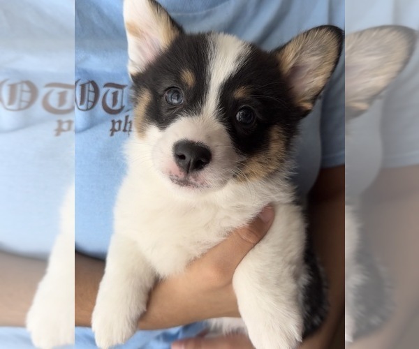 Medium Photo #1 Pembroke Welsh Corgi Puppy For Sale in PHILADELPHIA, PA, USA