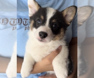 Pembroke Welsh Corgi Puppy for sale in PHILADELPHIA, PA, USA