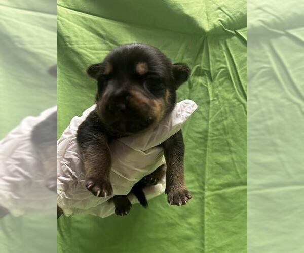 Medium Photo #1 American Pit Bull Terrier-Unknown Mix Puppy For Sale in Riverside, CA, USA