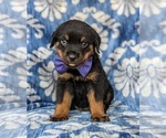 Small Photo #3 Rottweiler Puppy For Sale in GLEN ROCK, PA, USA