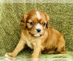 Cavalier King Charles Spaniel Puppy for sale in HARDY, AR, USA