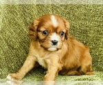 Image preview for Ad Listing. Nickname: Gabby