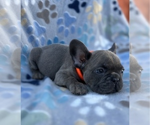 French Bulldog Puppy for sale in SACRAMENTO, CA, USA