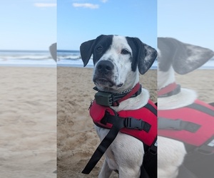 Mutt Puppy for sale in WEST BROOKFIELD, MA, USA