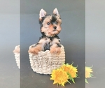 Small #3 Yorkshire Terrier