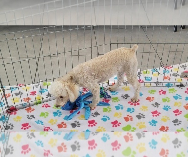 Medium Photo #6 Poodle (Toy) Puppy For Sale in ORO VALLEY, AZ, USA