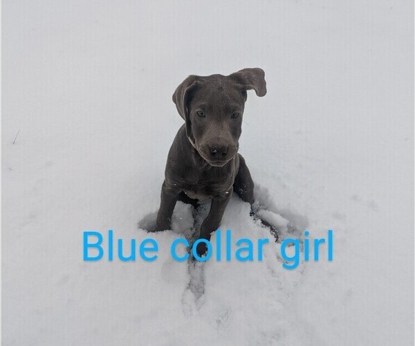 Medium Photo #5 Labrador Retriever Puppy For Sale in BUCYRUS, OH, USA