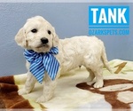 Small Photo #9 Goldendoodle Puppy For Sale in CEDAR GAP, MO, USA