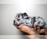 Small Photo #6 French Bulldog Puppy For Sale in DOUGLASVILLE, GA, USA