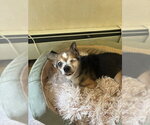 Small #3 Chihuahua Mix