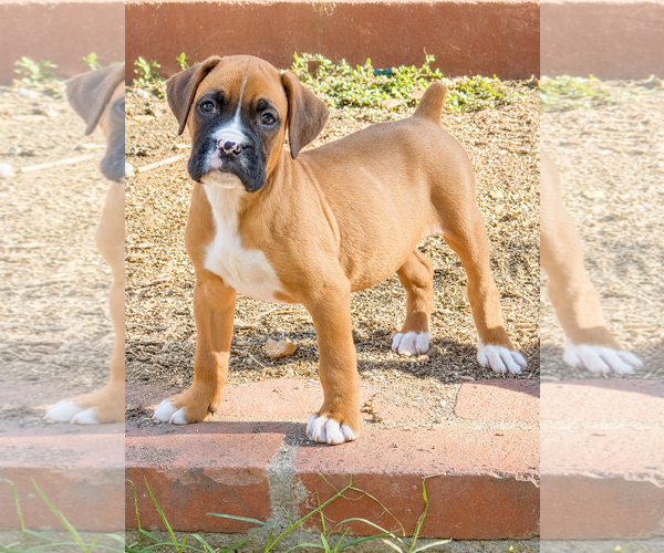 Medium Photo #1 Boxer Puppy For Sale in Lake Elsinore, CA, USA