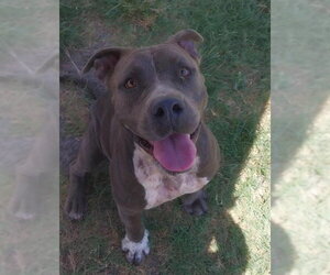 American Pit Bull Terrier Dogs for adoption in Corpus Christi, TX, USA