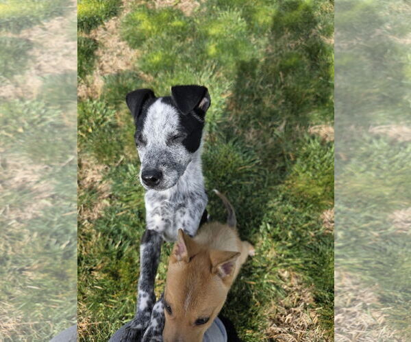 Medium Photo #3 Mutt Puppy For Sale in Sandy, UT, USA