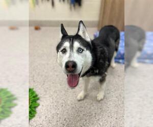 Siberian Husky Dogs for adoption in Brighton, CO, USA