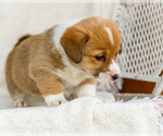 Small Photo #22 Pembroke Welsh Corgi Puppy For Sale in WAKARUSA, IN, USA