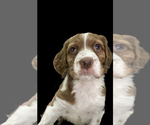 Small Photo #2 Brittany Puppy For Sale in SAINT CROIX FALLS, WI, USA
