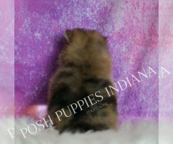 Medium Photo #74 Pomeranian Puppy For Sale in WARSAW, IN, USA