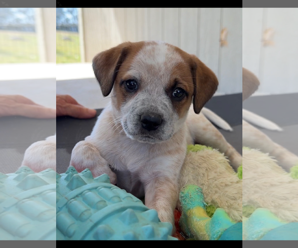Medium Photo #1 Australian Shepherd-Unknown Mix Puppy For Sale in Green Forest, AR, USA