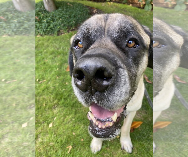 Medium Photo #2 Mastiff Puppy For Sale in McMinnville, OR, USA