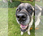 Small #1 Mastiff