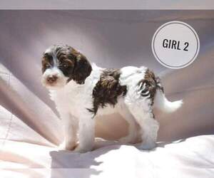 Double Doodle Puppy for sale in CHASE, MI, USA