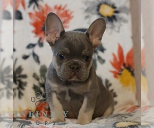 French Bulldog Puppy for sale in GAP, PA, USA