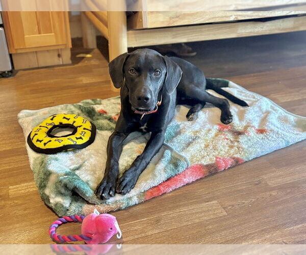 Medium Photo #3 Labrador Retriever-Unknown Mix Puppy For Sale in Brewster, NY, USA