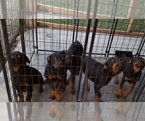 Medium Photo #65 Rottweiler Puppy For Sale in RIEGELWOOD, NC, USA