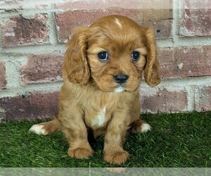 Cavalier King Charles Spaniel Puppy for Sale in MOBERLY, Missouri USA