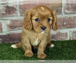 Image preview for Ad Listing. Nickname: Rosie AKC regis