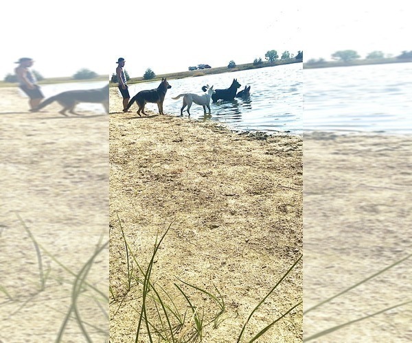 Medium Photo #21 German Shepherd Dog Puppy For Sale in BRIGHTON, CO, USA