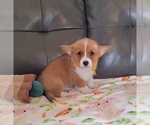 Small #6 Pembroke Welsh Corgi