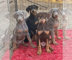 Small Doberman Pinscher