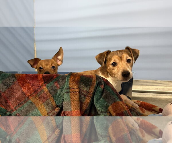 Medium Photo #5 Chihuahua Puppy For Sale in Chester, NJ, USA