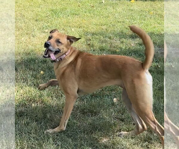 Medium Photo #10 Mutt Puppy For Sale in Fargo, ND, USA