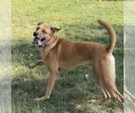 Small #9 Mutt