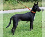Small #2 Mutt