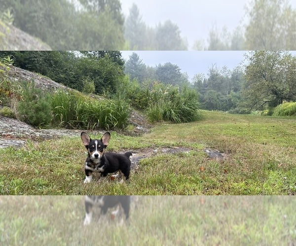Medium Photo #19 Pembroke Welsh Corgi Puppy For Sale in PERKINSVILLE, VT, USA