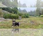 Small #18 Pembroke Welsh Corgi