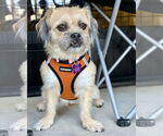 Small #4 Border Terrier Mix