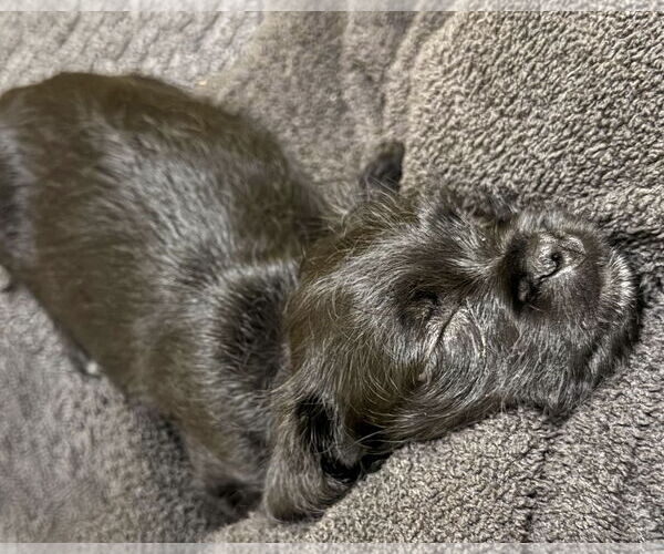 Medium Photo #7 Pug-Unknown Mix Puppy For Sale in Corona, CA, USA