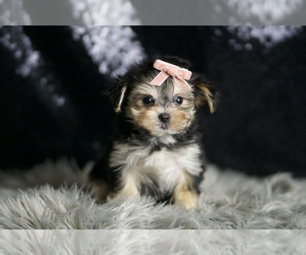 Medium Photo #3 Morkie Puppy For Sale in WARSAW, IN, USA