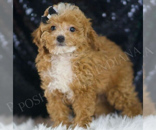 Medium Photo #3 Poodle (Toy) Puppy For Sale in WARSAW, IN, USA