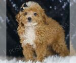 Small #2 Poodle (Toy)